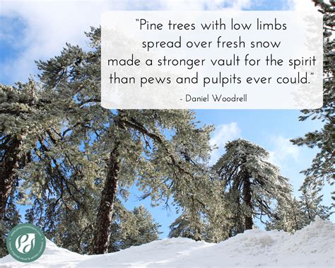 pine trees quotes|Best pine quotes.